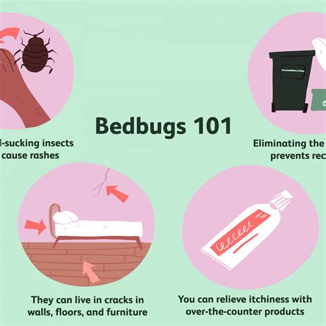 Coping with Bedbug Infestations: Tips for Treating Bites and Reducing Anxiety