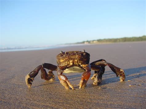 Crabs as representatives of emotions and hidden desires