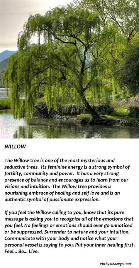 Cracking the Code: Understanding the Symbolic Significance of Willow Trees in Dreamland