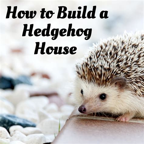 Creating a Cozy Habitat for Your Prickly Companion