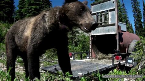 Creating a Personal Space: How Bears Style Their Dens