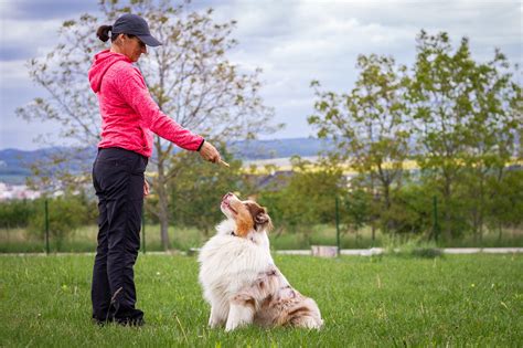 Creating a Secure and Positive Environment for Your Canine Companion