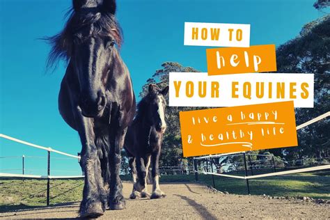 Creating a Secure and Protective Haven for Equines in Your Equestrian Abode