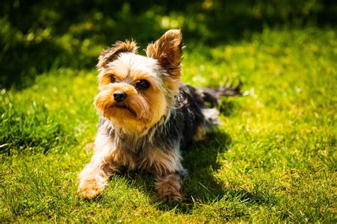 Creating a Welcoming and Secure Living Environment for a Yorkshire Terrier Puppy