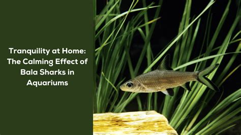 Creating an Oasis of Tranquility: Exploring the Calming Effects of Home Aquariums