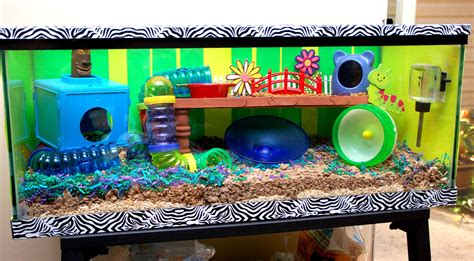 Creating the Ideal Environment for a Hamster