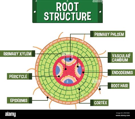 Creating the Internal Structure