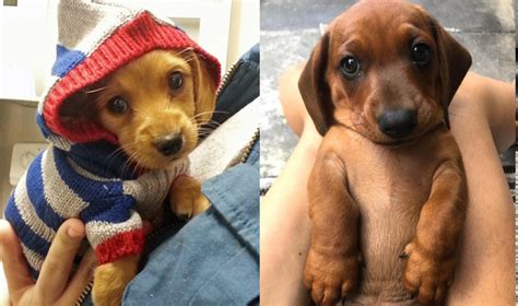 Cuddle Therapy: The Benefits of Snuggling for Dachshunds and Humans