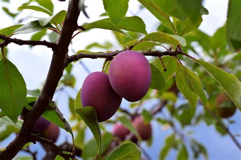 Cultivating Beauty: Nurturing Plum Trees with Care