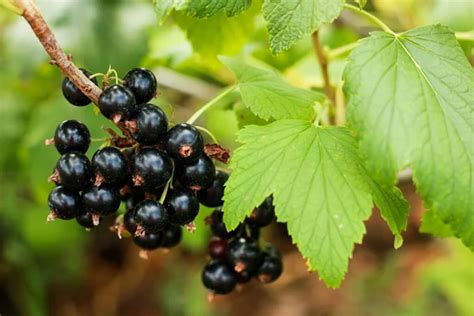 Cultivating Blackcurrants: Tips for a Abundant Harvest