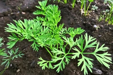 Cultivating Dill: From Seed to Harvest