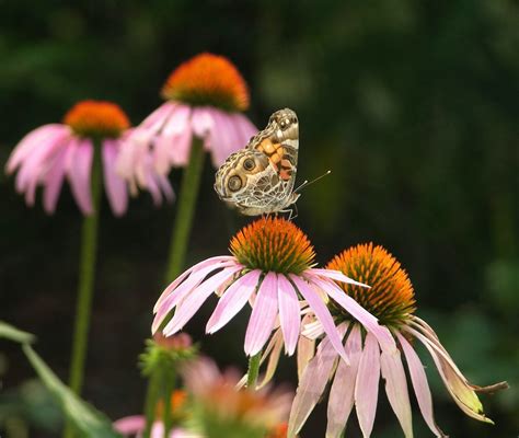 Cultivating Elongated Blooms: Tips and Tricks for Garden Enthusiasts