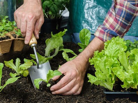 Cultivating Healthy Plants through Proper Care