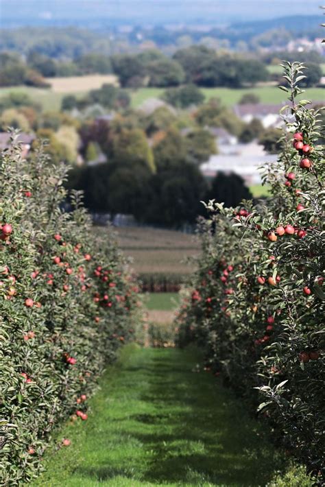 Cultivating an Apple Tree: Insights into Growing Your Own Orchard