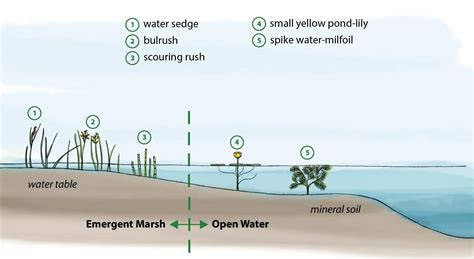 Cultural Perspectives on Clear-Water Wetlands