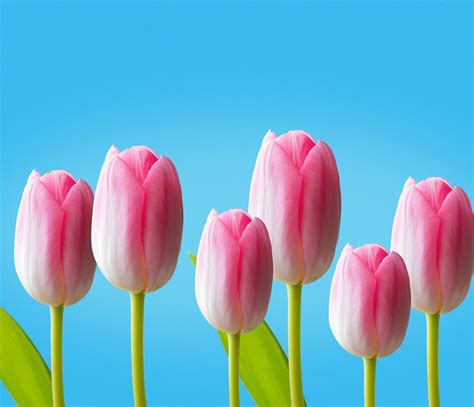 Cultural Perspectives on the Significance of Tulip Blossoms in Dream Interpretation