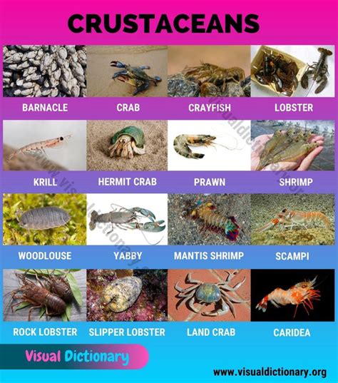 Cultural Significance: Symbolism of the Crustacean in Various Cultures