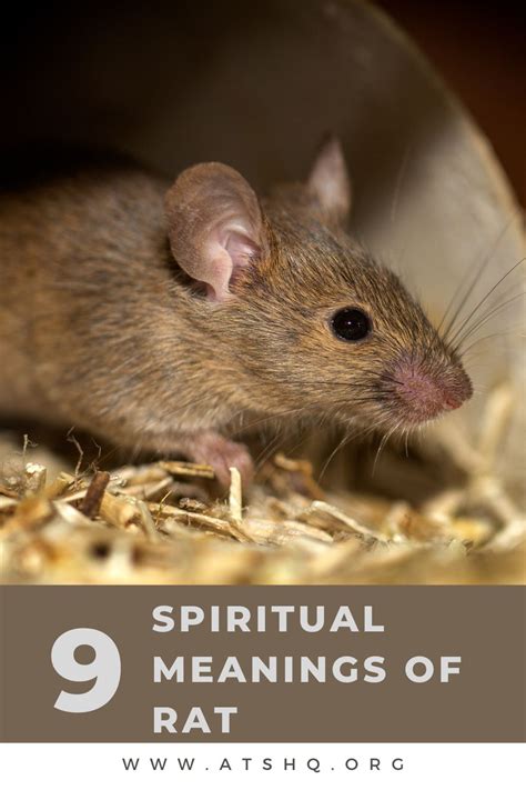 Cultural Significance: The Rat as a Symbol in Various Traditions