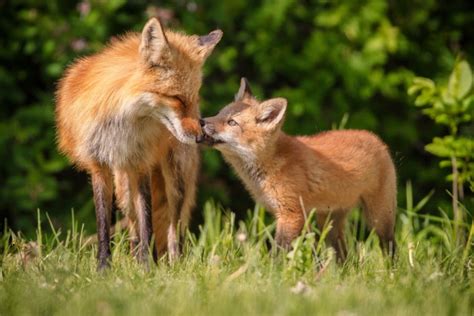 Curious Behavior: The Fox's Mysterious Actions