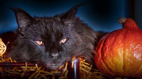 Debunking popular beliefs: black cats in dreams are not always negative