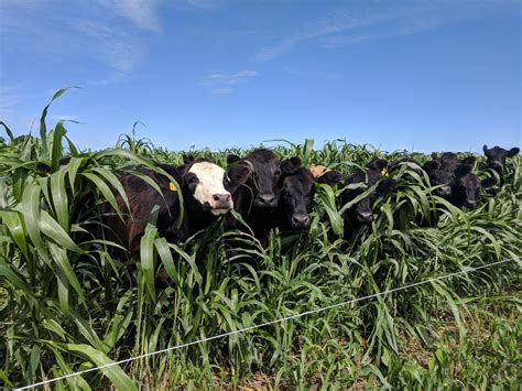 Deciding on the Appropriate Variety of Forage for Your Livestock