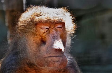 Deciphering the Emotional Significance in Dreams of an Affectionate Primate Grooming Instrument