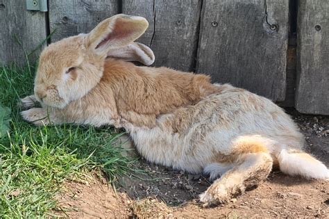 Deciphering the Hidden Meanings of a Enormous Bunny in One's Sleeping Fantasies