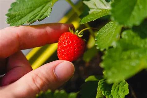 Deciphering the Significance of Encountering Strawberries in a Dream