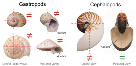 Deciphering the Symbolic Significance of the Enormous Gastropod