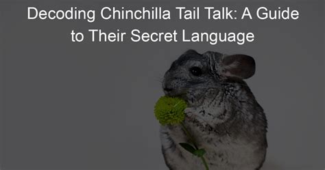 Decode the Hidden Messages: What Chinchilla Dreams May Tell You About Your Relationships