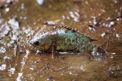 Decoding Dreams: Exploring the Significance of the Fish Symbol