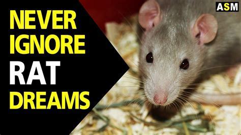 Decoding Rat Dreams: Practical Guidelines for Single Women