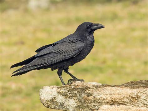 Decoding Symbolism: Delving into the Significance of a Crow Perched Upon the Cranial Region