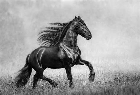Decoding Your Personal Vision of a Black and White Stallion