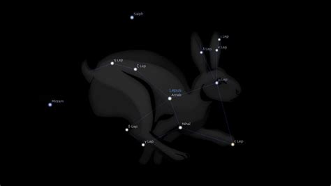 Decoding an Unusual Vision: Unraveling the Symbolism of a Majestic Charcoal Lepus