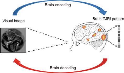 Decoding and Analyzing a Hedgehog Vision through Miller's Approach