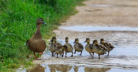 Decoding the Dream: Potential Significances and Messages of the Encounter with a Duck and Ducklings