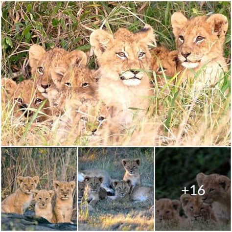 Decoding the Enigma of Lion Cubs' Imaginations