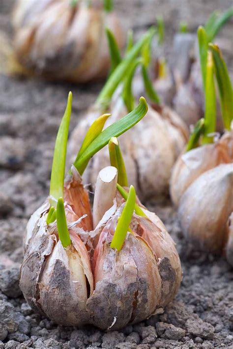 Decoding the Hidden Meaning of Planting Garlic Bulbs in Your Dreams