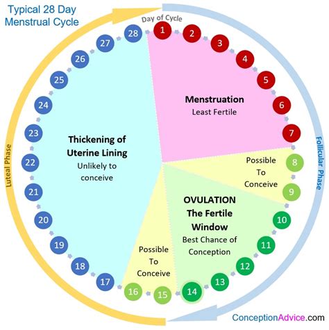 Decoding the Hidden Meanings in Your Monthly Cycle