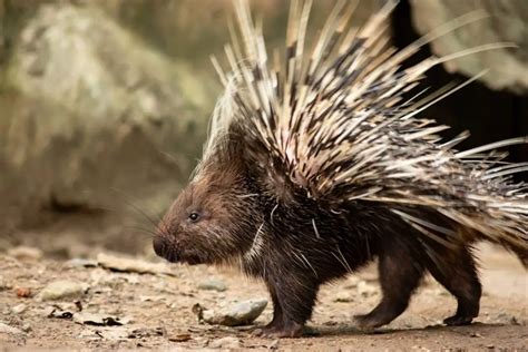 Decoding the Hidden Significance of Porcupines in One's Subconscious Reverie