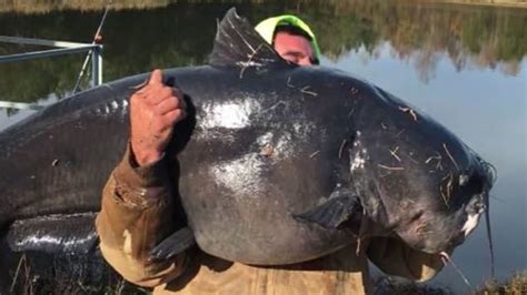 Decoding the Hidden Significance of a Colossal Catfish Vision