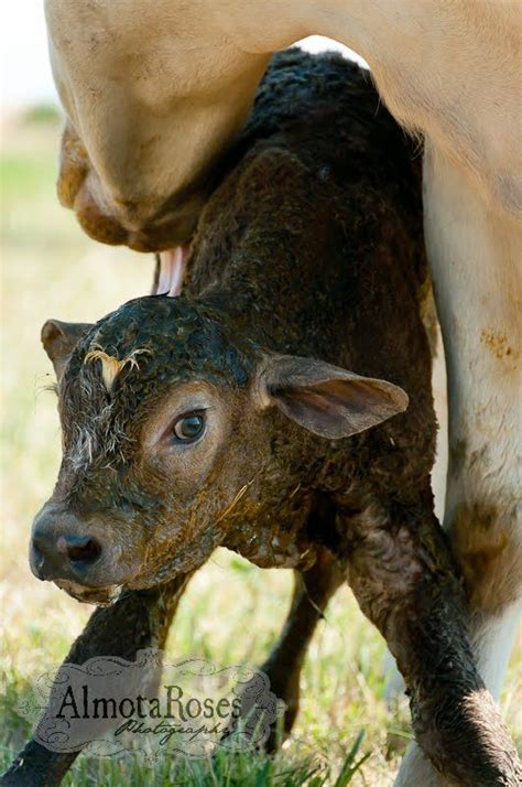 Decoding the Hidden Symbolism of Embracing a Recently Born Calf by its Maternal Figure