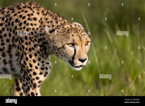 Decoding the Implications of a Cheetah's Vision Involving a Female Figure