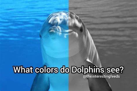 Decoding the Meaning Behind a Petite Dolphin Vision for Women