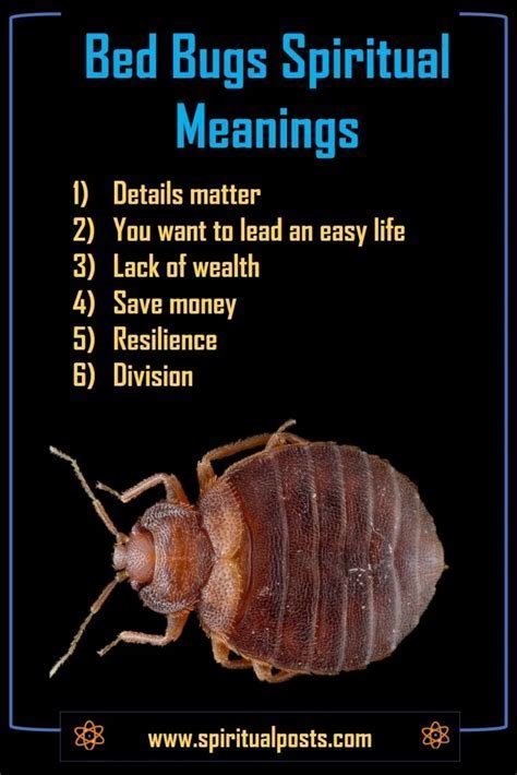 Decoding the Meaning of Bedbug Dreams: A Handbook