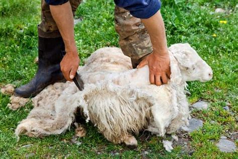 Decoding the Meaning of Your Shearing Sheep Dream with Hand Shears