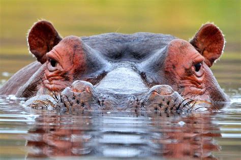 Decoding the Meaning of a Hippopotamus Vision    Unraveling its Significance