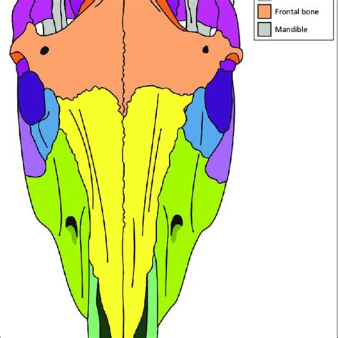 Decoding the Message: Significance of a Equine Cranium Drenched in Red Substance in Reverie