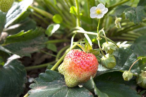 Decoding the Message of a Ripe or Unripe Strawberry in your Dream